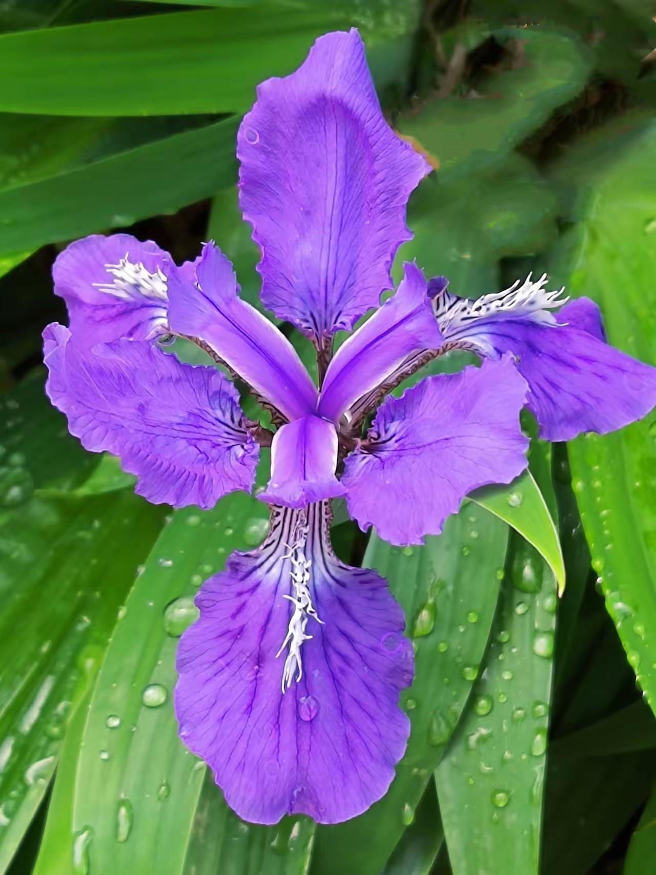 雨后的紫色鸢尾花，花瓣上还挂着晶莹的水珠，在微风中轻轻摇曳，仿佛一群紫色的蝴蝶在