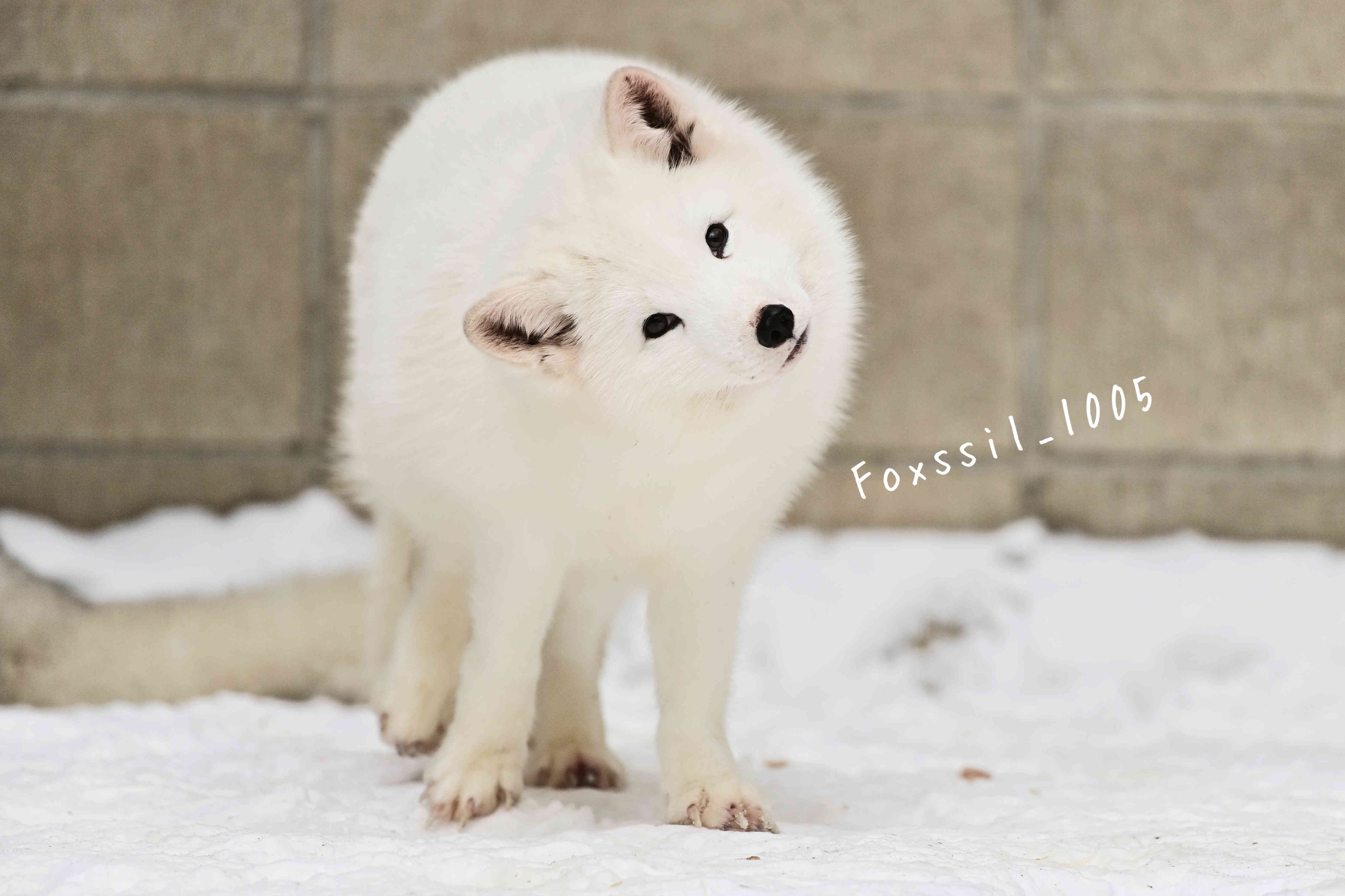狐狸 阿狐：我很好奇©️Foxssil_1005 