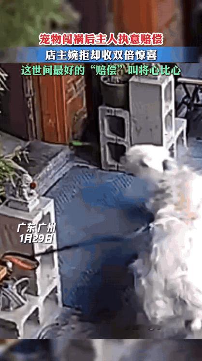 广州这波双向奔赴的善良，太戳人了！女子带金毛逛咖啡店，金毛在门口看到同类，一激动