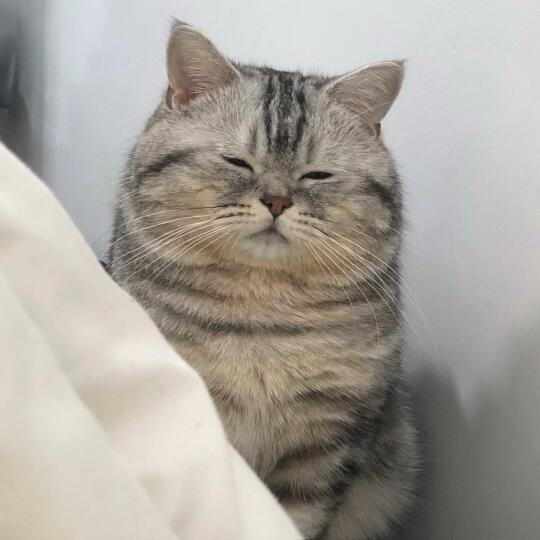 朋友说我家猫长得像太乙真人的坐骑猪🐷