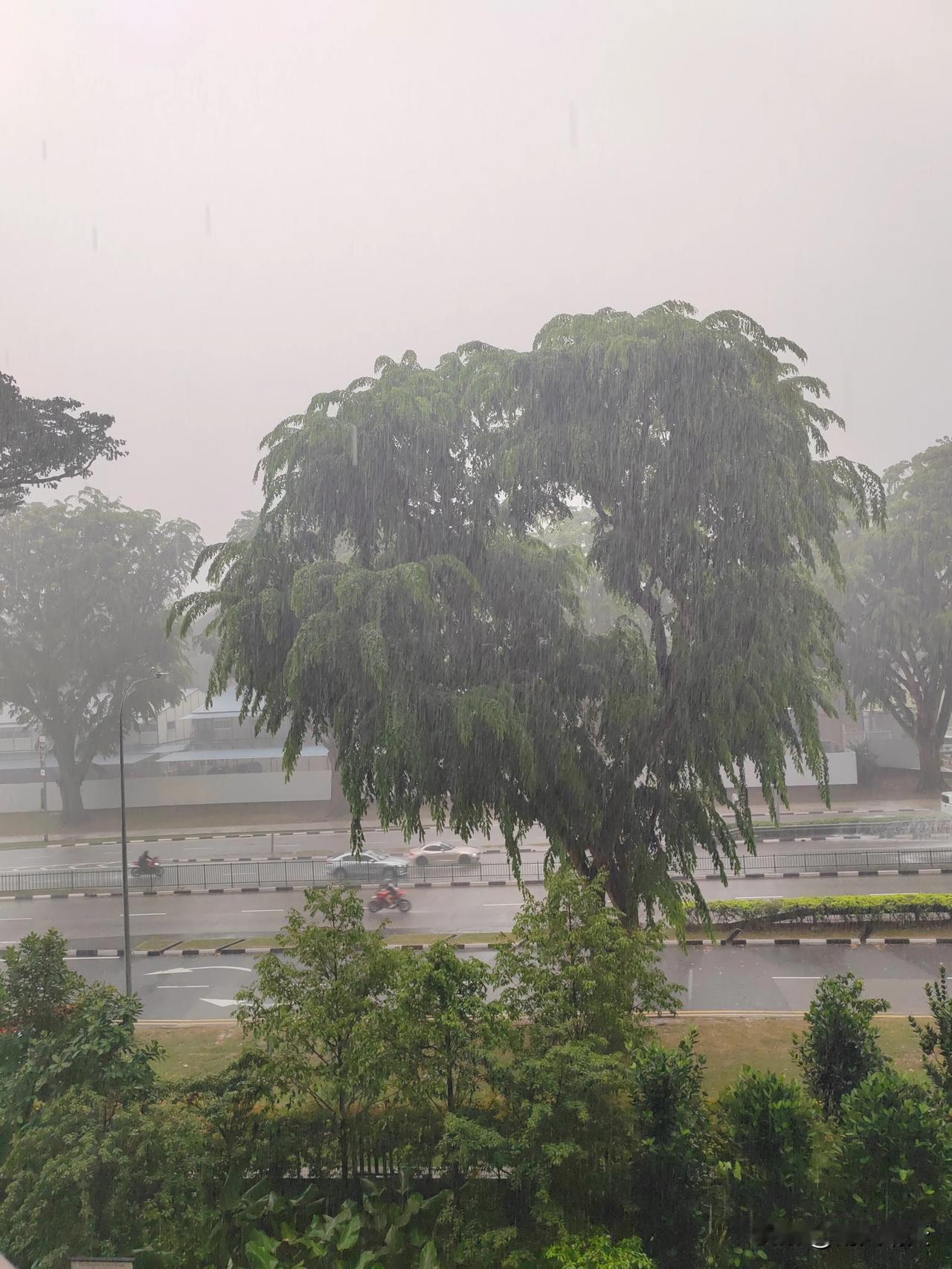 真正的倾盆大雨，早上七点睡的正香，突然被雷声雨声惊醒了，忙起来跑到阳台把昨晚洗的