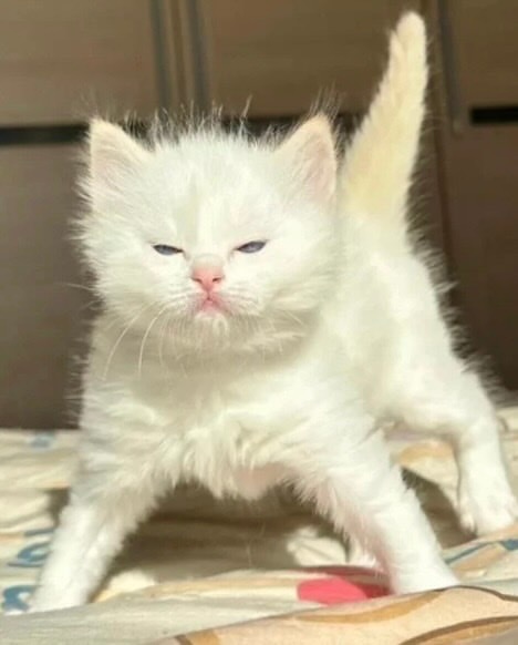 💥🍼🐱 炸毛小猫 ! 💥🍼🐱💥🫧✨⠀￼meme