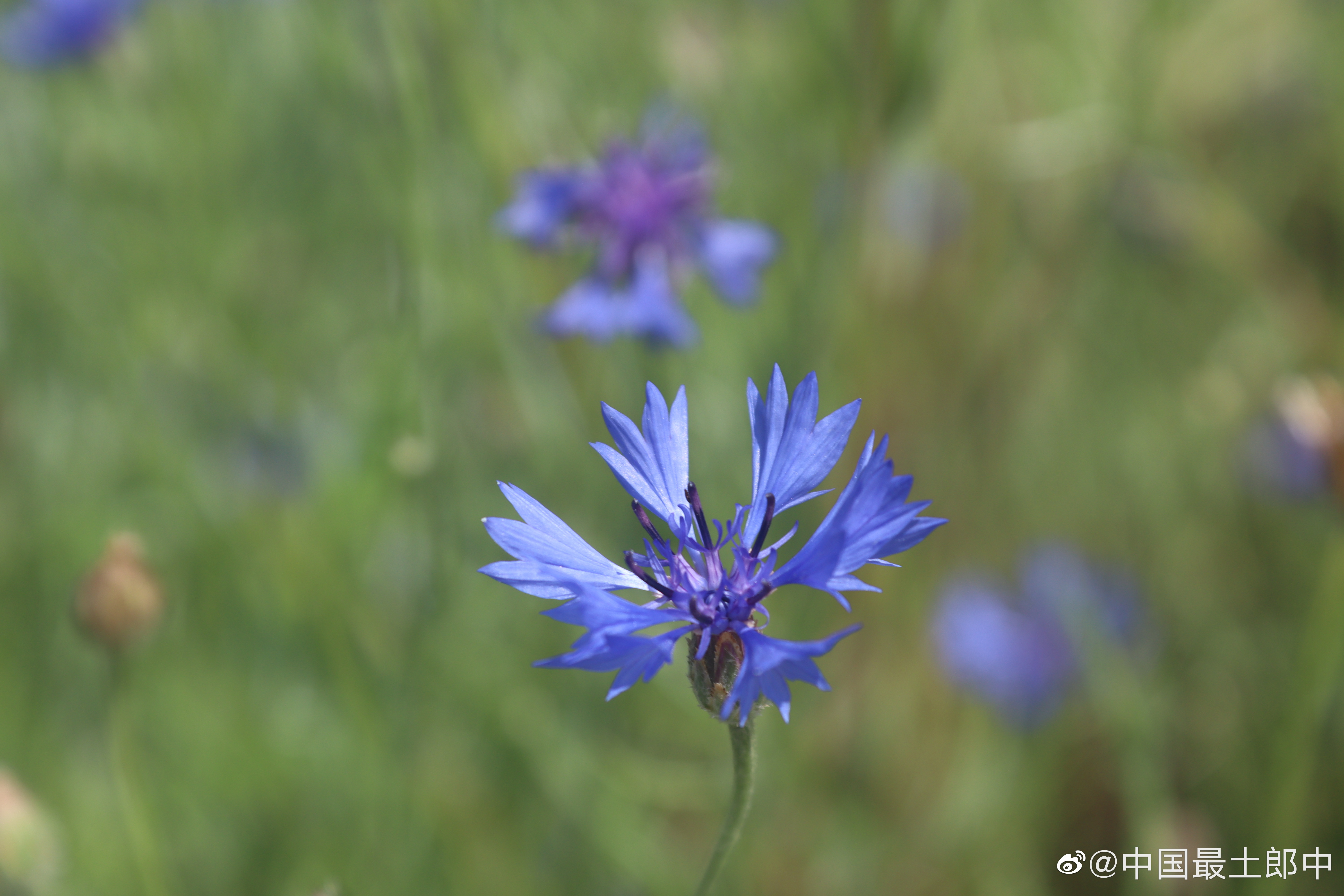 忙里偷闲，野拍一组蜀地野花。1，兰花矢车菊。2，三角梅。3，柳叶马鞭草。4，石榴
