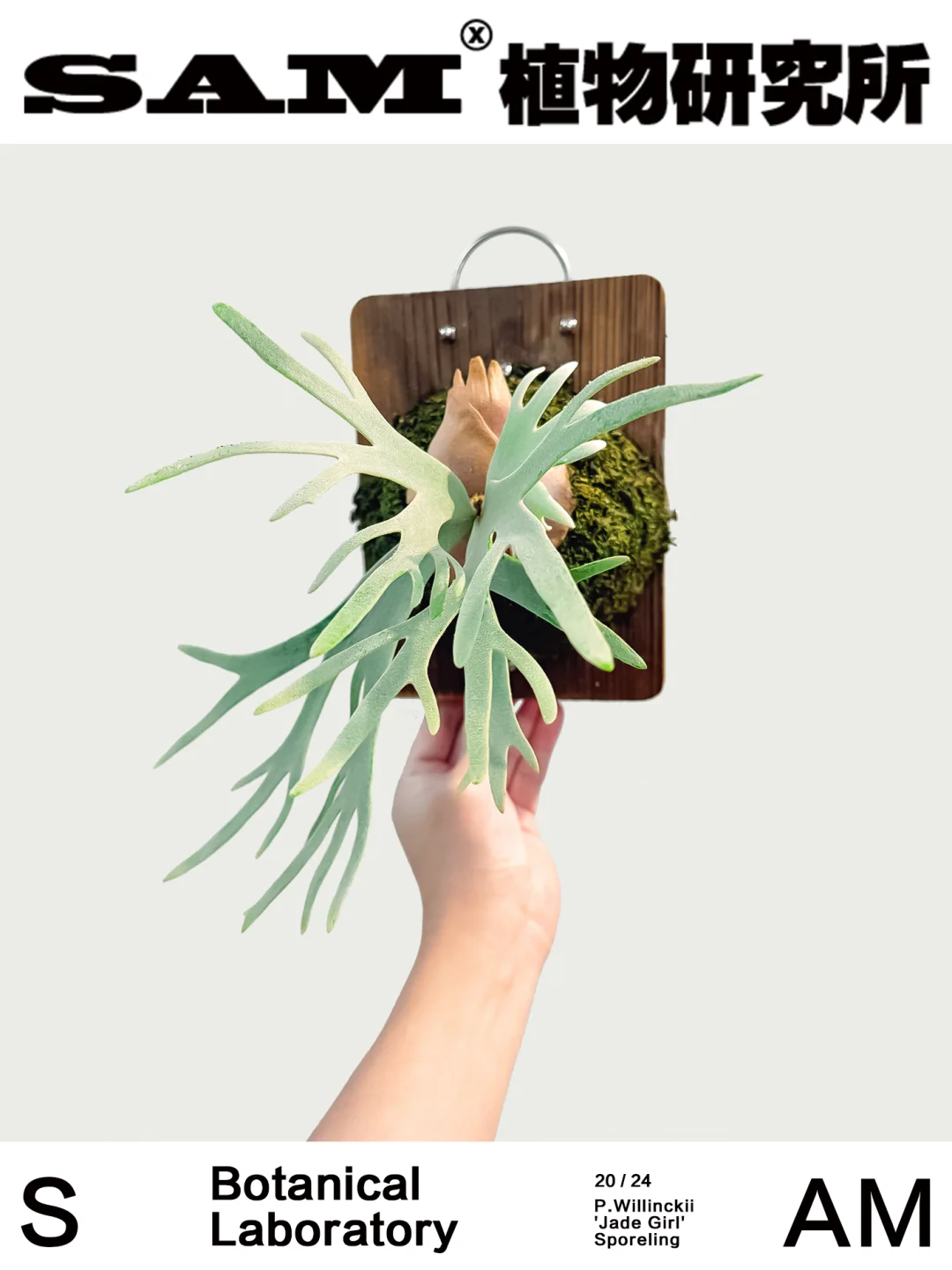 玉女鹿角蕨｜Platycerium Willinckii 'Jade