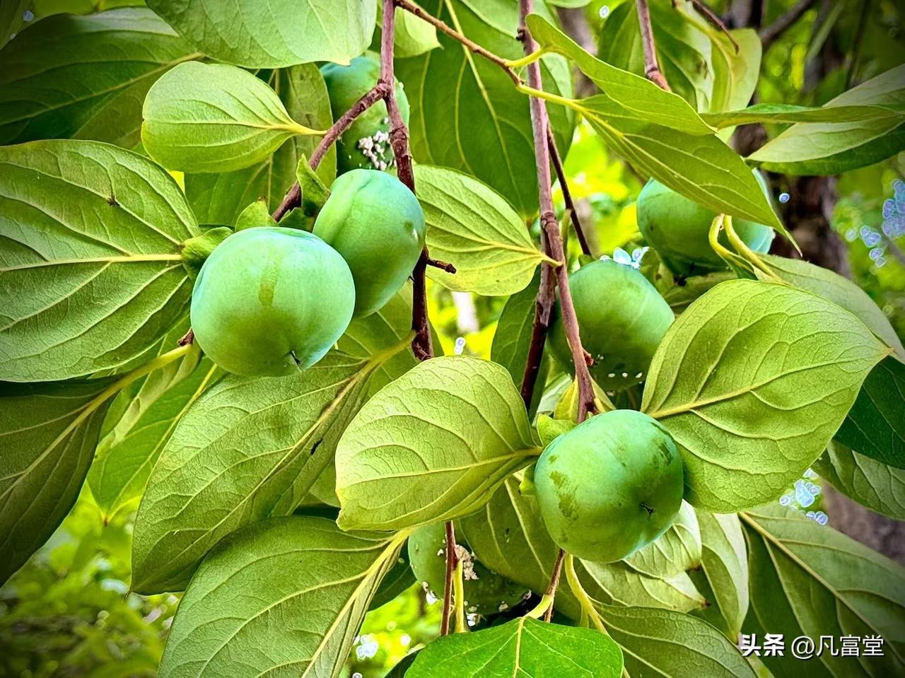 走向成熟的夏天
            （原创）


炎热的夏天
就像嘶吼的蝉鸣