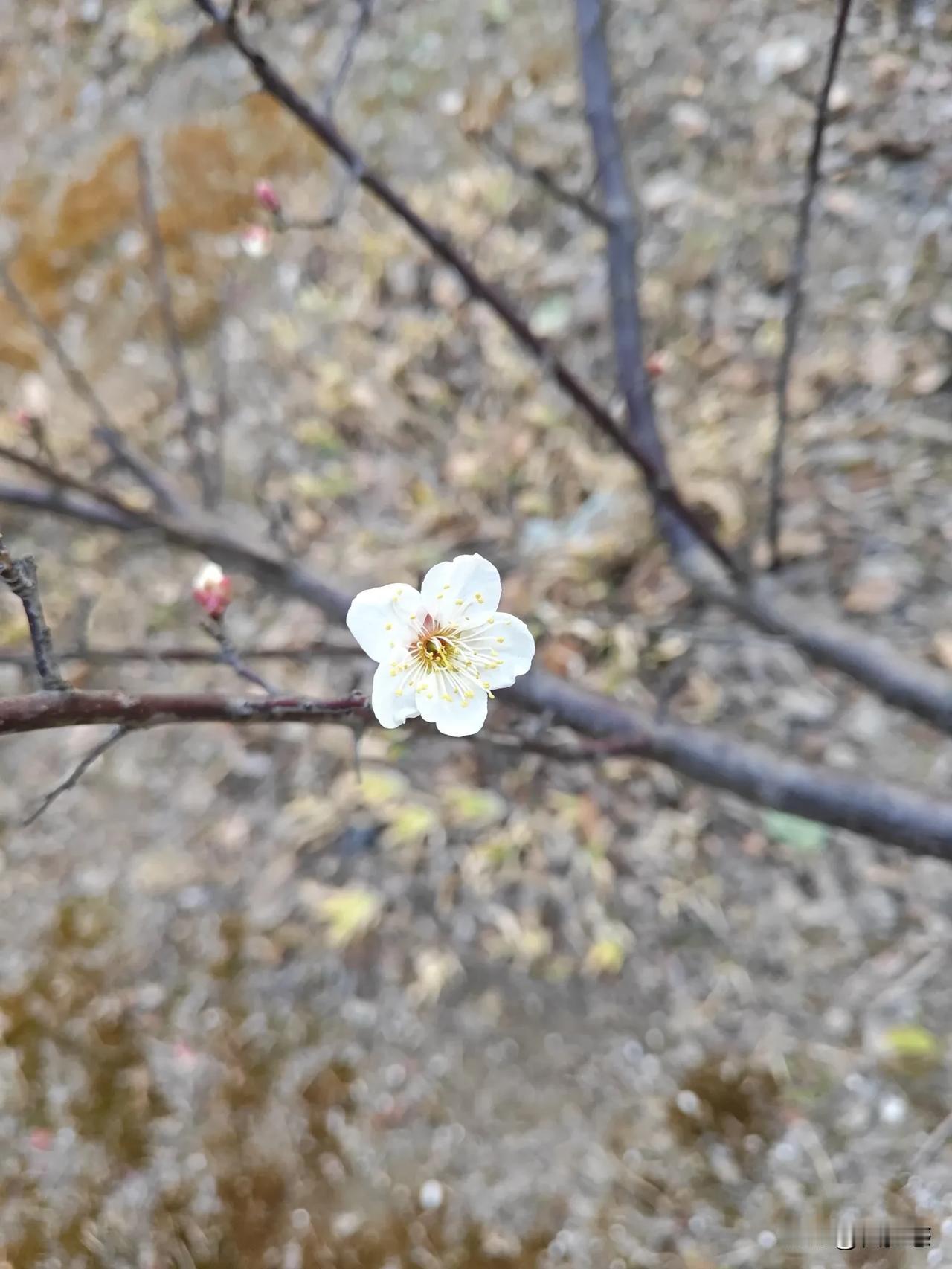 天南地北大拜年戳这里，一起放烟花>