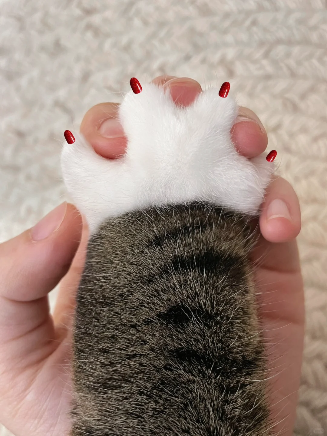 求帮选🥹，我这种小猫做做美甲怎么了！