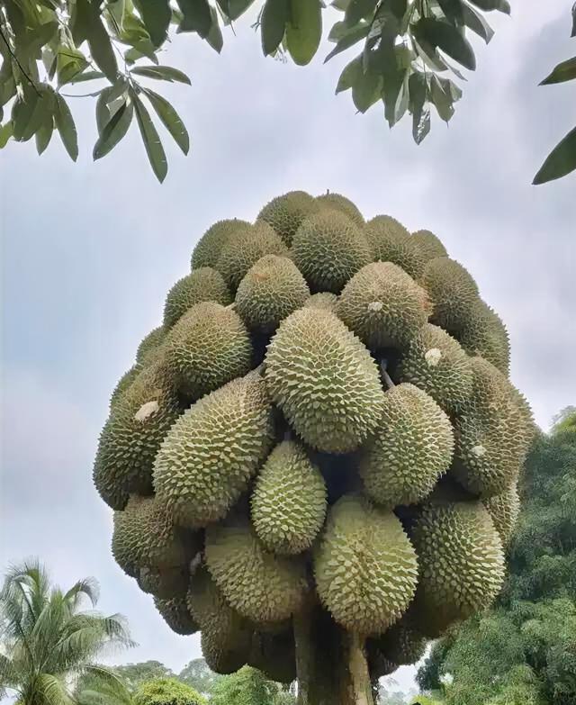 你手机里最好看的壁纸是啥样的榴莲、榴莲、吃不完的榴莲！！