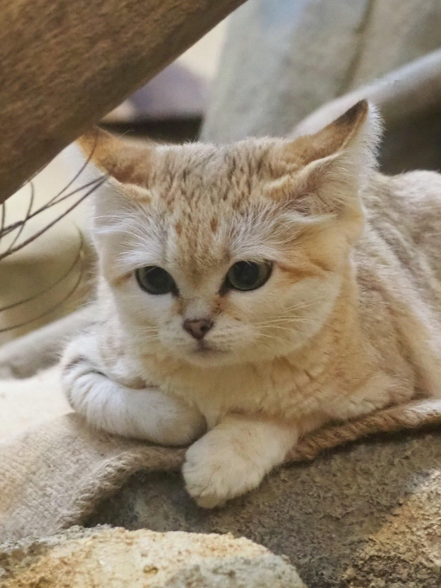 我挖到了一个拍沙猫的宝藏博主！！！是怎么做到把沙猫都拍得圆滚滚毛茸茸的！！！每张