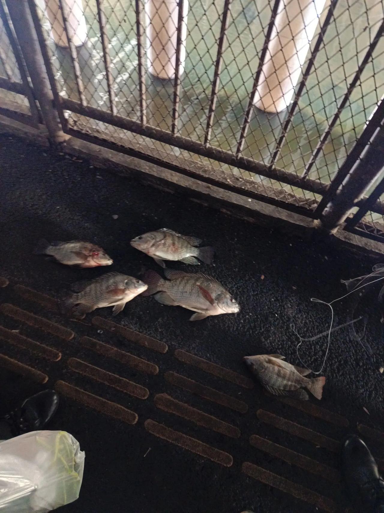 有人在布吉河抓鱼吃，大的有一二斤重，搞了好几条鱼，，，[捂脸][捂脸][捂脸]