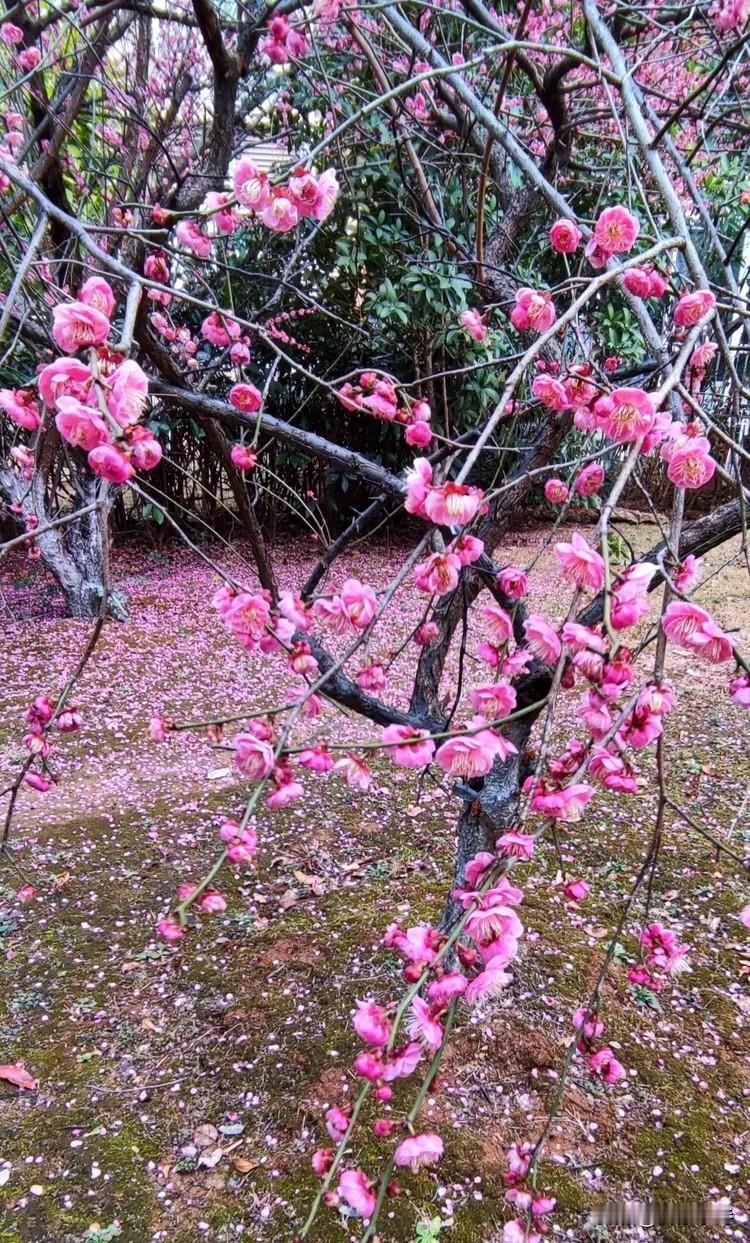 高纪明(山东)
春游
二月春来早，赏花正此时。
游人影零乱，相见不相识。能否分享