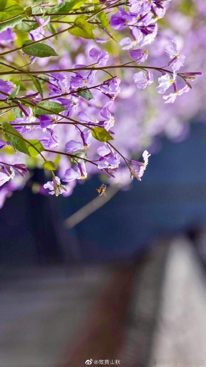 北京生活【潭柘寺】二月兰的春天。 