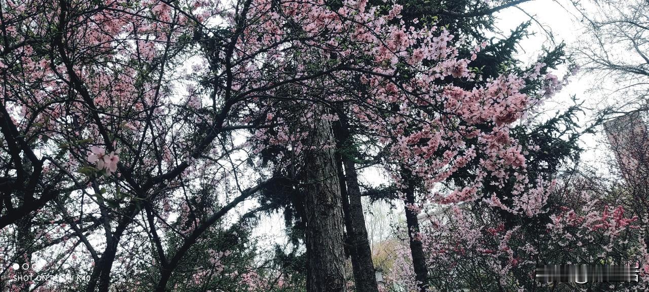 呼和浩特公主府公园~桃花满地
昨天下雨，今天赶个早，桃花已落满地，但依然很好看。