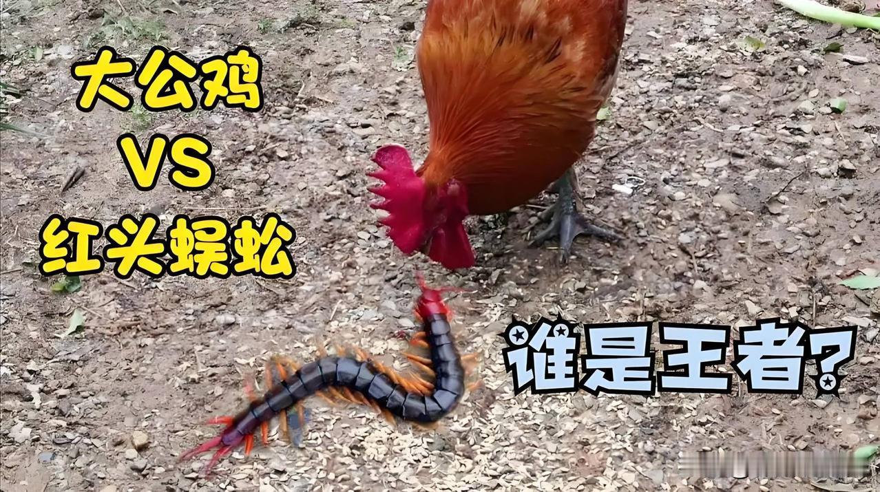 蜈蚣和鸡,谁才是真正的“王者”?
有矛就有盾，一物降一物。蜈蚣在公鸡面前，它就像