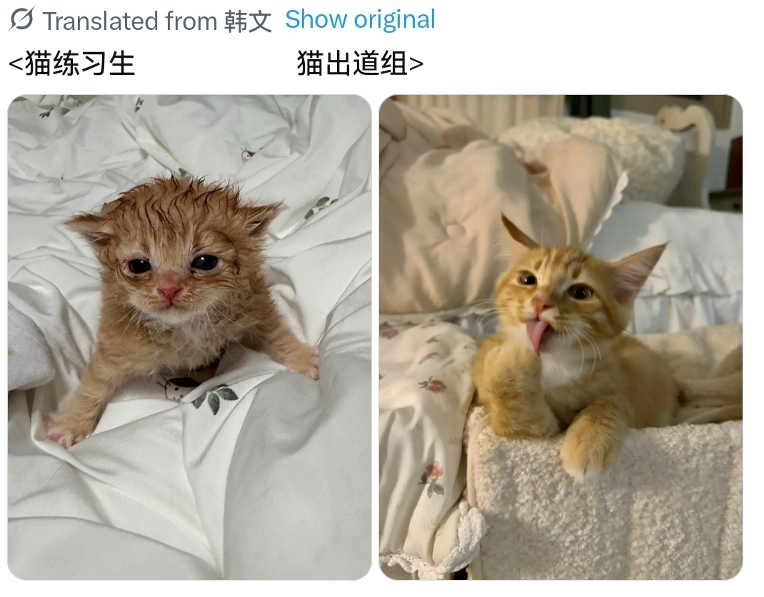 【🦁】逐渐变成漂亮大猫😼 ​​​