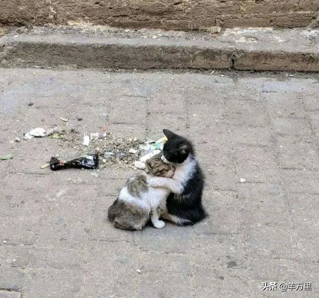 小黑对妹妹说：“爸妈都走了，从此以后，我来保护你！”这是我今年看到的最感人的照片