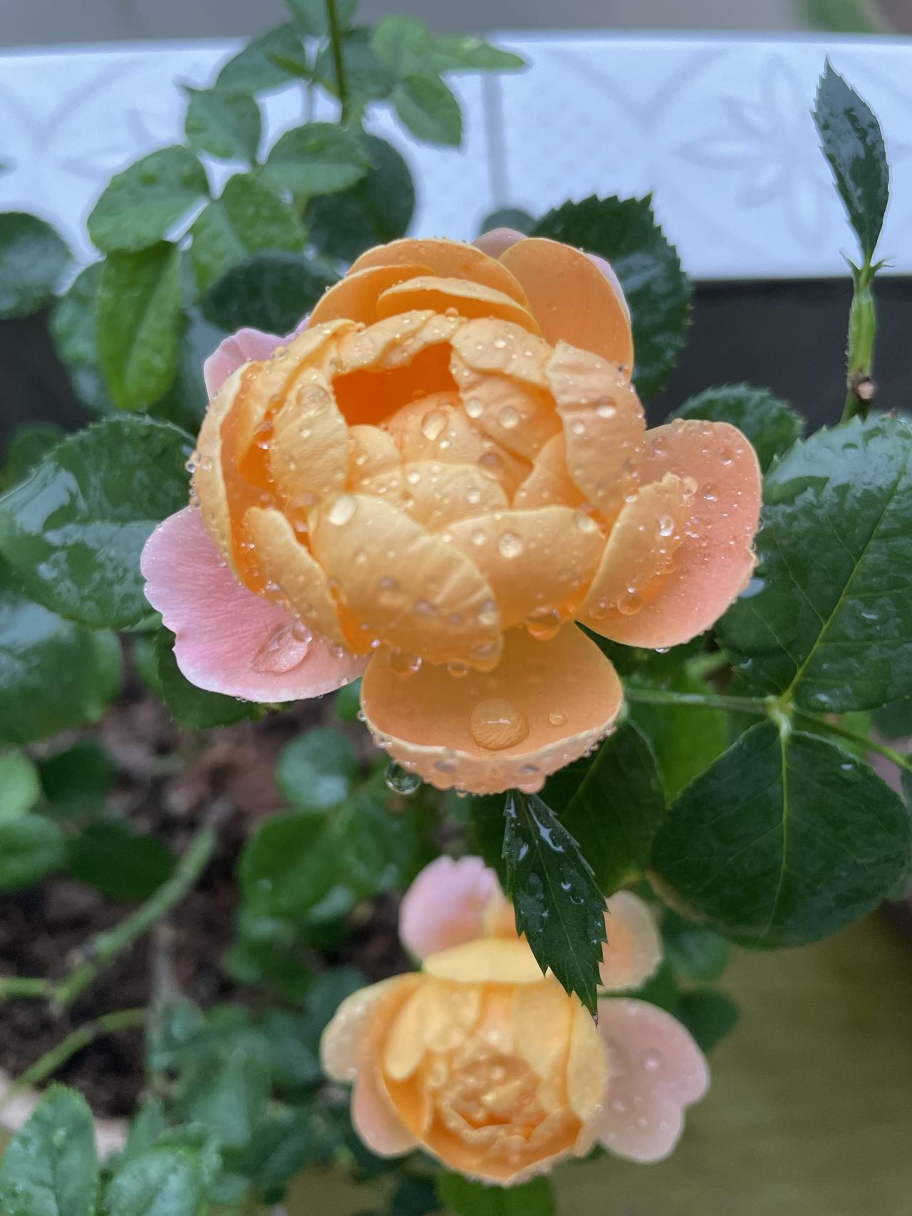 先生养的花确实好看。花的颜色娇艳欲滴，花瓣层层叠叠，像是精心雕琢的艺术品。
养花