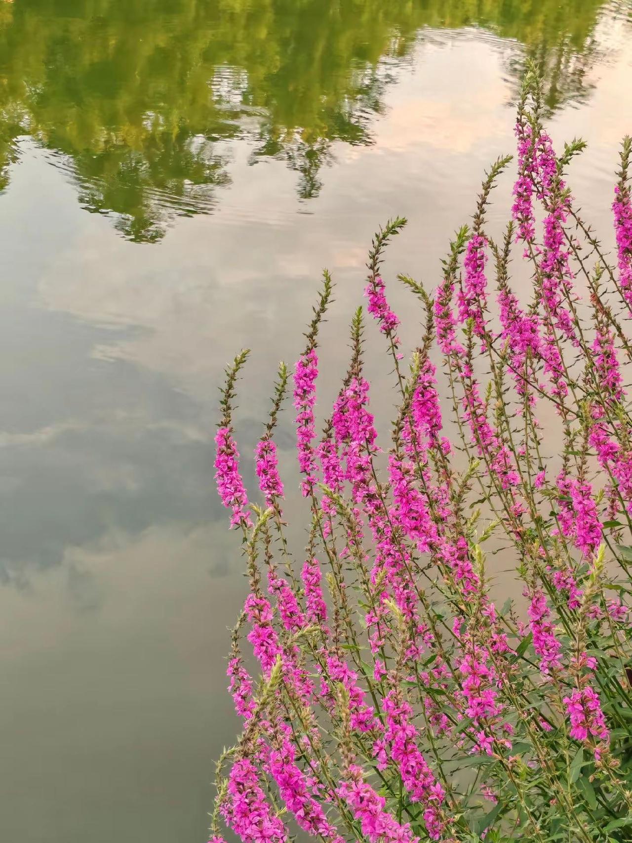 落日熔金，霞铺水面，几簇紫花凝清夏；微风皱水，树映沧波，一岸翠柳弄晚晴。