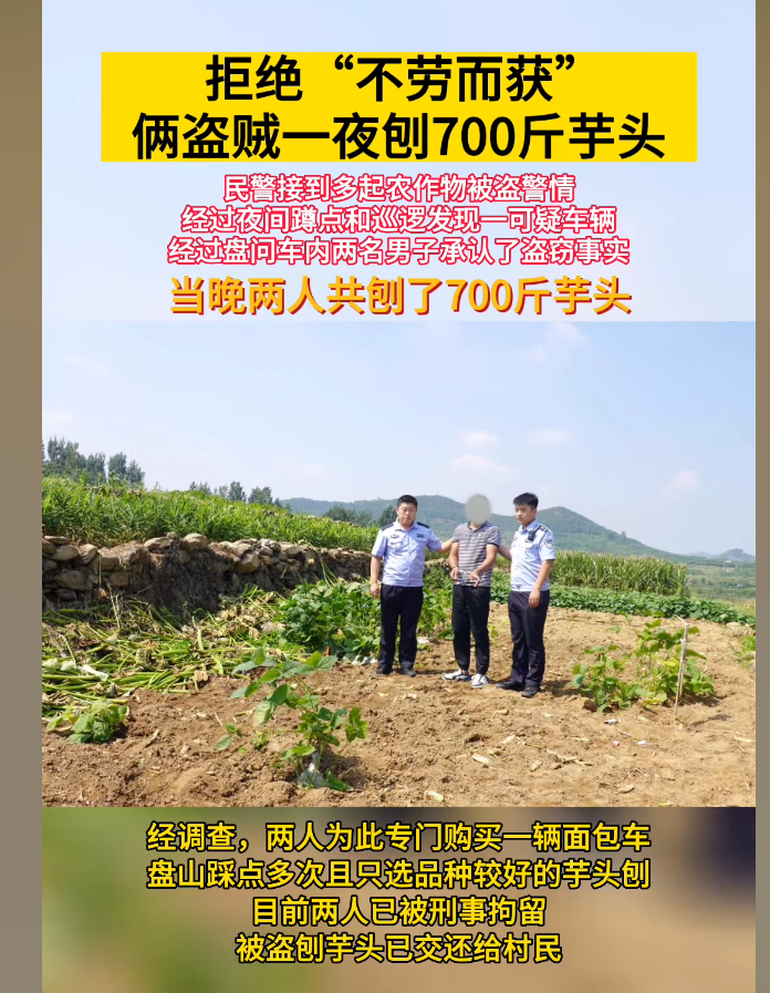 #小偷1夜挖700斤芋头被抓农户笑了#笑死，如果这小伙还能把芋头卖掉，那农户会笑