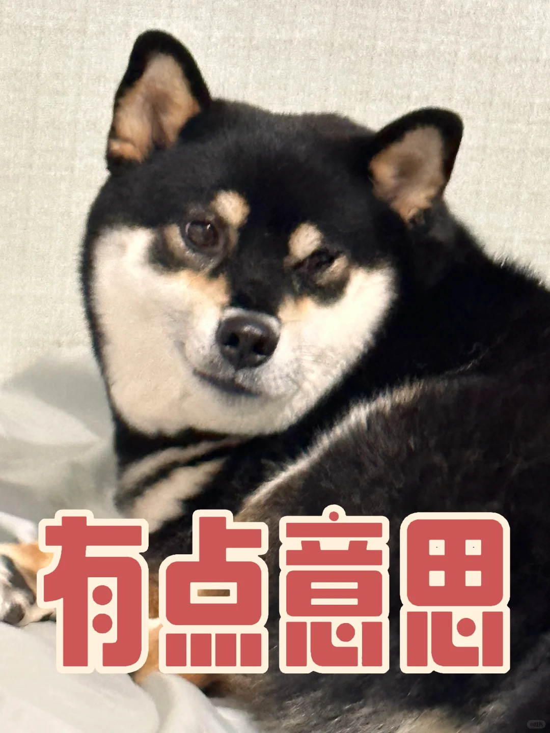 小狗喜欢妖精