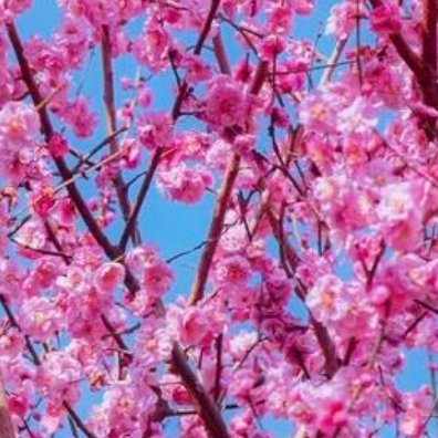 0000梅花种植方法：1. 阳光充足：梅花喜欢温暖、阳光充足的环境，在栽培植株时