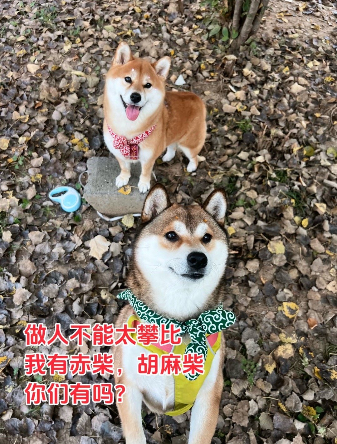 胡麻柴真漂亮[捂嘴哭]我有赤柴白柴黑柴 ​​​