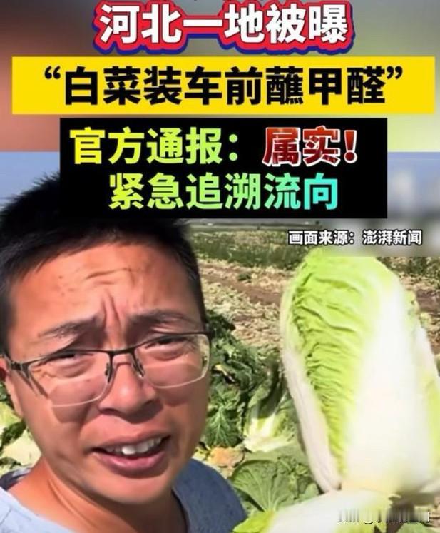 接下来白菜在市场上有两种走势，那种蘸甲醛的白菜将会被查扣销毁，不会流向市场和餐桌