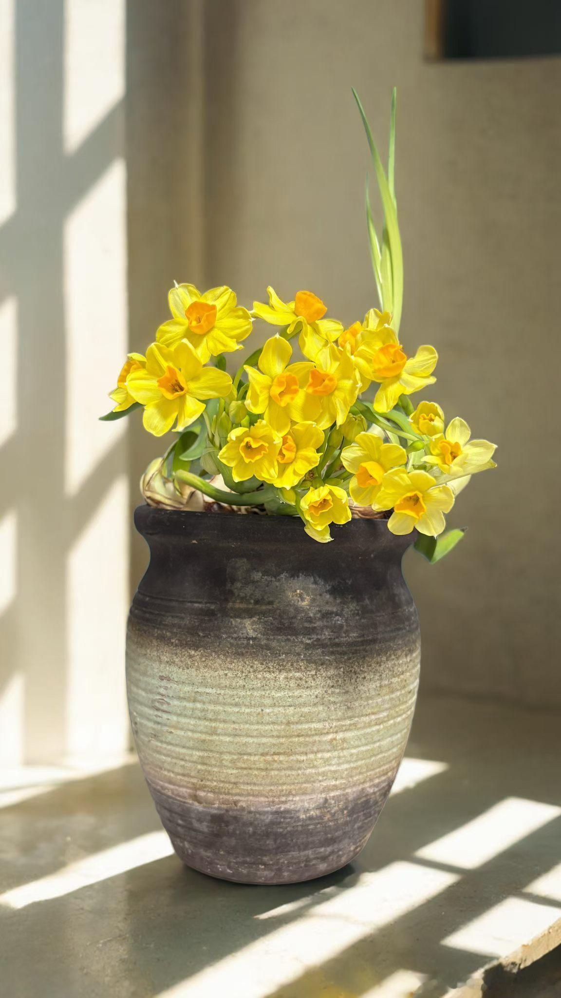 水仙花水仙花可以逆生长我家今日份水仙花 