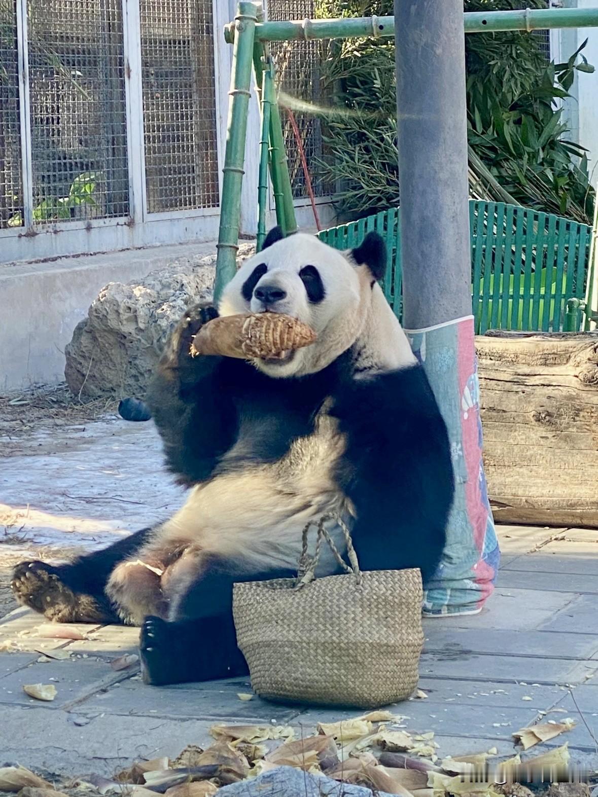 去北京动物园看萌兰，简直是治愈天花板！

它抱着小竹篮认真找笋的样子，萌到心都化