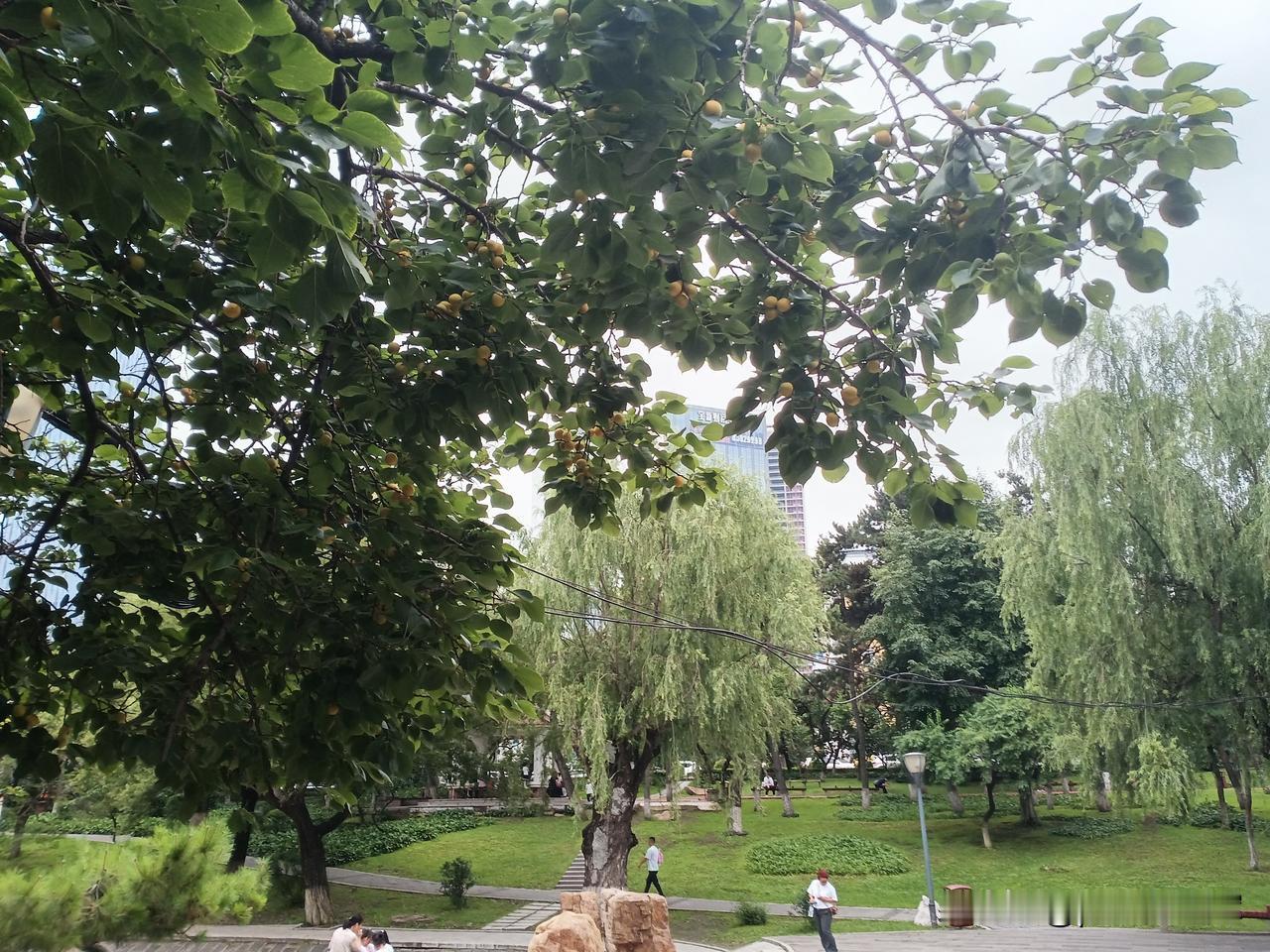 这个不错，可以考虑。
夏天我们就不去了，我们长春也有北国春城之称，夏季凉爽，地产