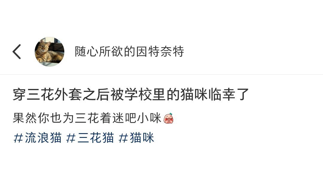 穿上三花外套后被小猫宠幸了，不愧是猫届战袍[doge] ​​​