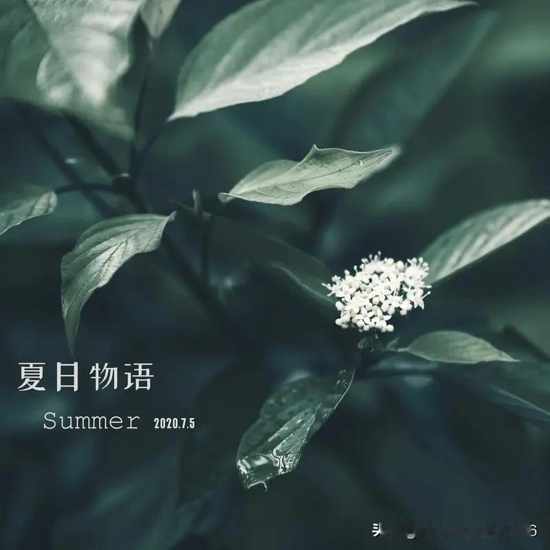 风送芳菲入夏初，
晴光暖翠满庭除。
荷尖视露新蝉鸣，
一抹清阴映野庐。
初夏当头