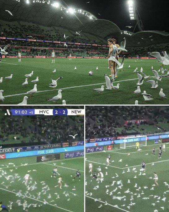 想象一下在罚任意球时被海鸥包围的场景 