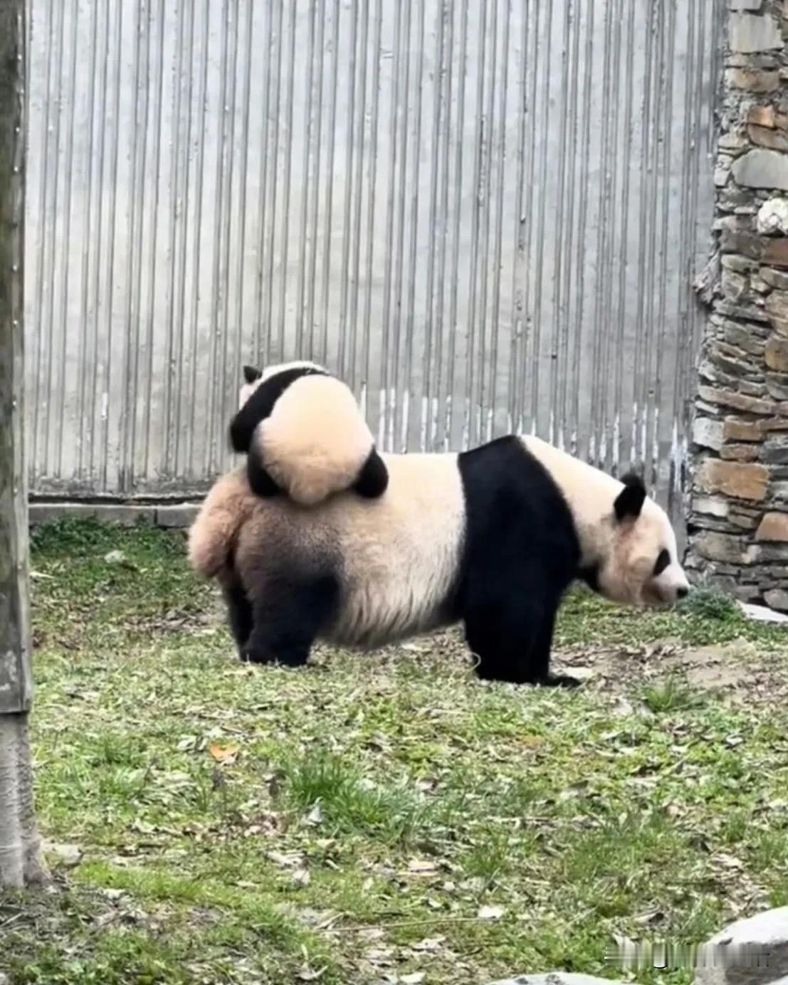 一个给骑马，一个想骑马。这个组合挺好的。

美美的肚子，很吸引我，母熊猫特有的大