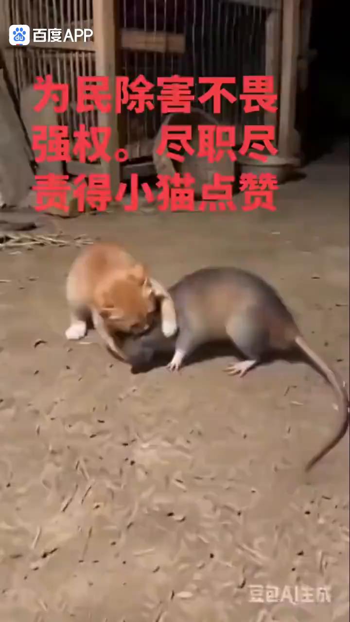 为民除害不畏强权。尽职尽责得小猫点赞。