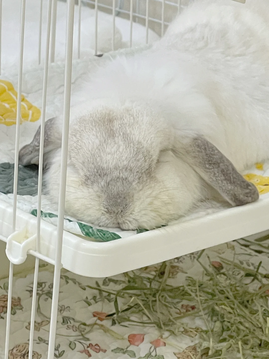 悠妹妹吃饱啦😴