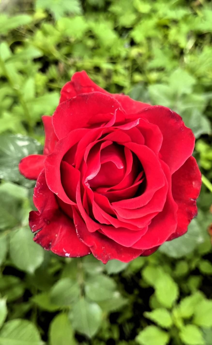 惊艳的红色玫瑰，绽放在绿色的背景中，美不胜收！🌹💕