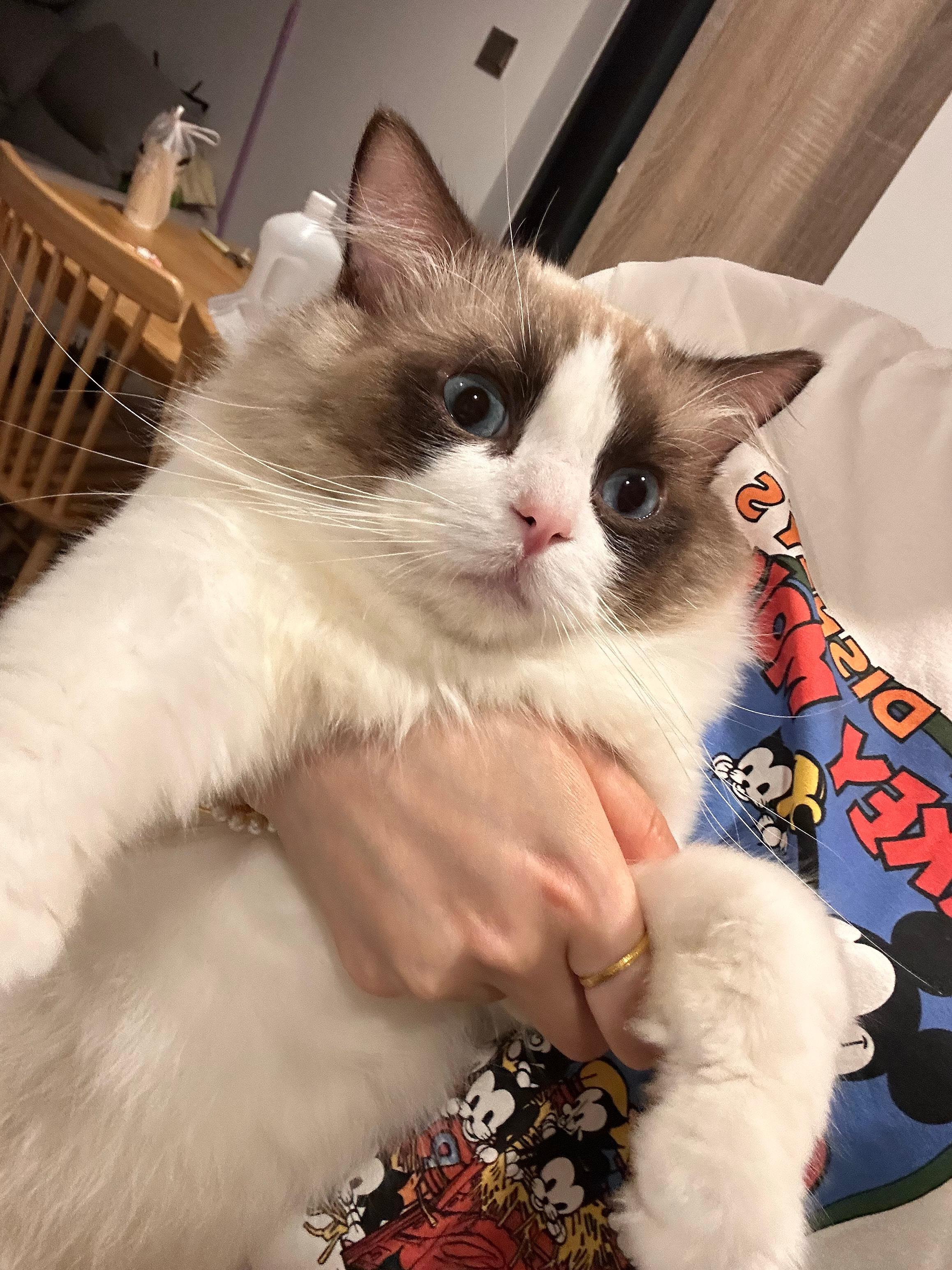 怎么弄都不生气 也不挠人 随便我扒拉的小猫咪我怀疑它是智障哈哈哈哈哈 