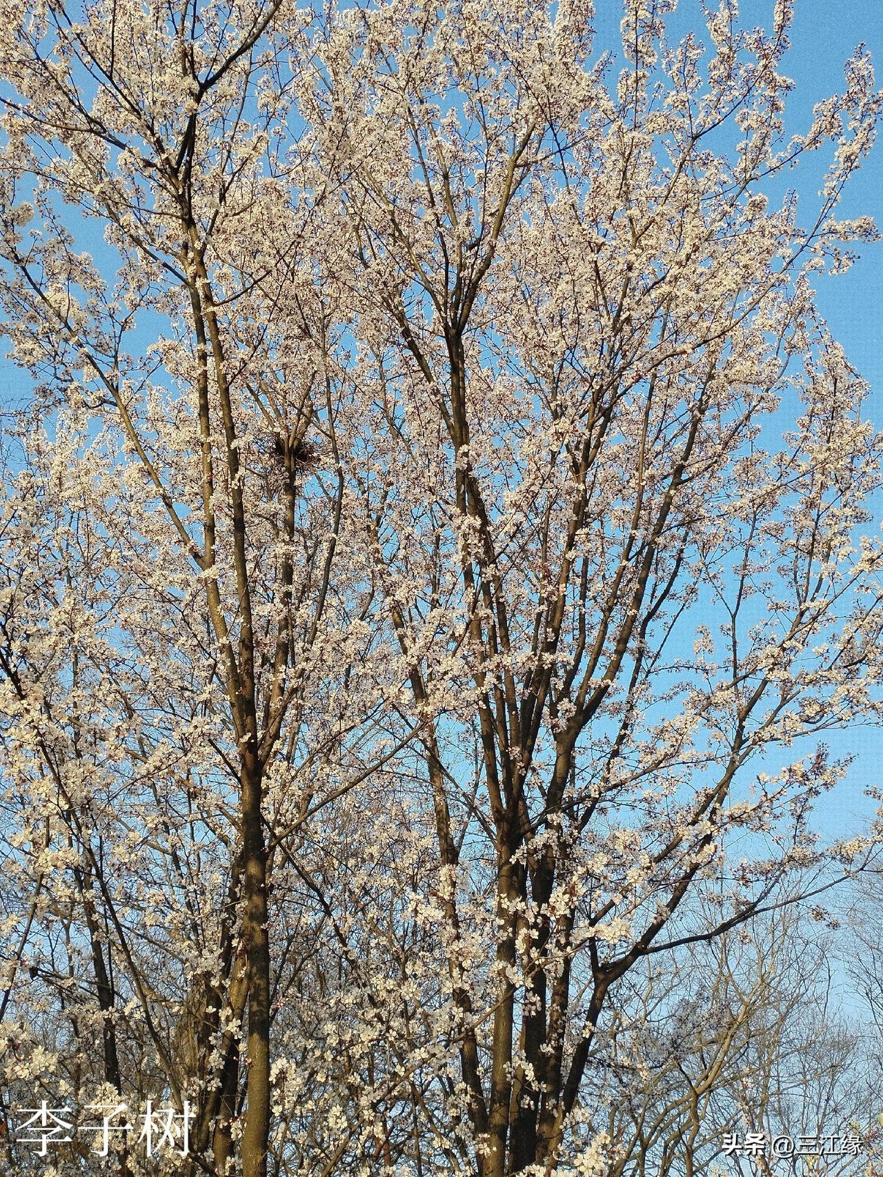 李子树开花正当时，花瓣苍白带粉，浓密相依，给人一种清纯、蓬勃向上的感觉，很受年轻