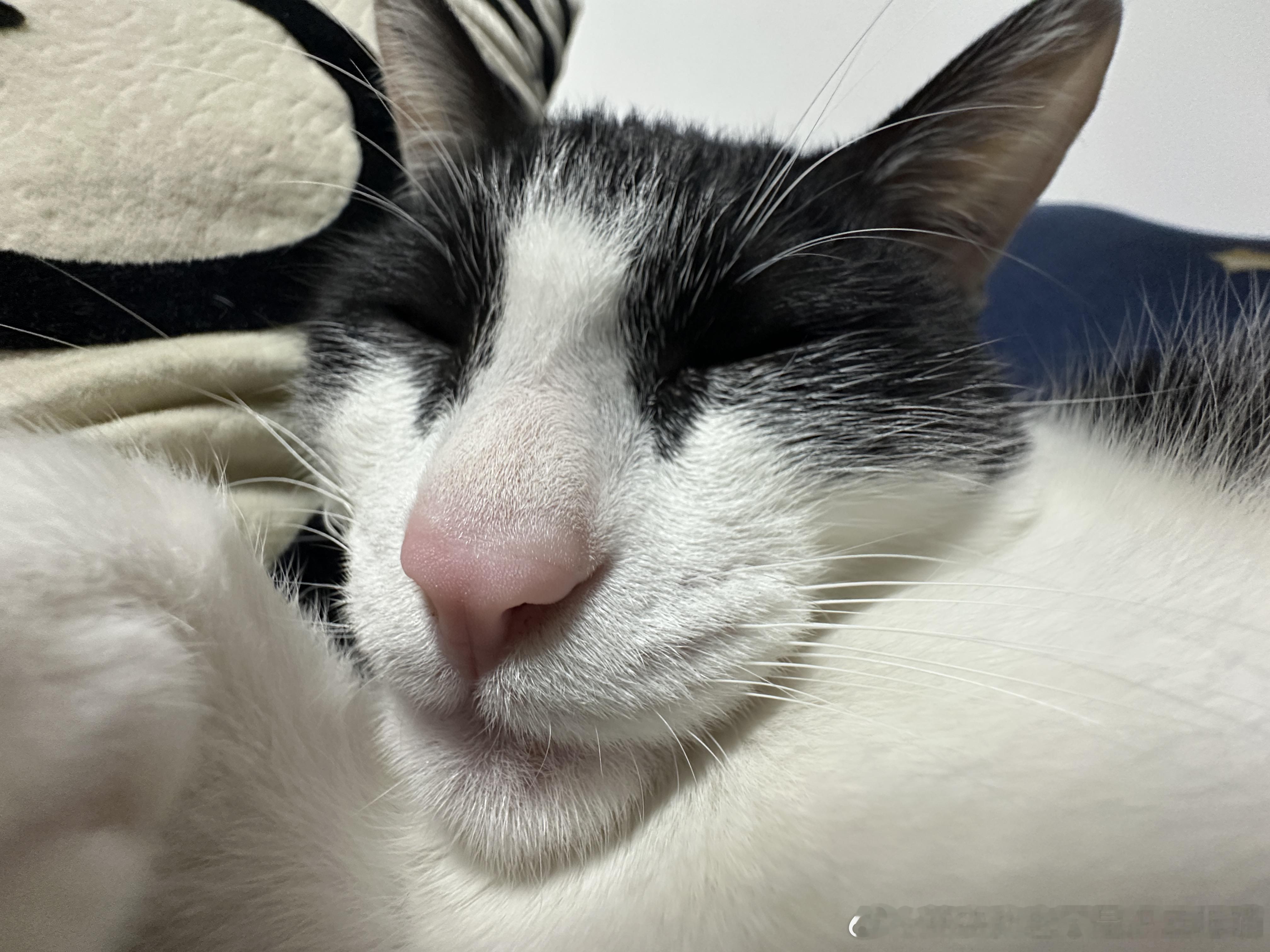 50252【丑猫】最近在健身，练的咬肌 