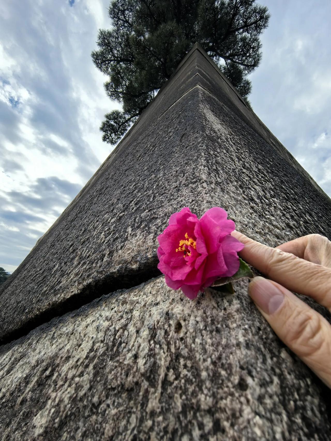 巴黎宁波东京，街头都有很多山茶花～🌺