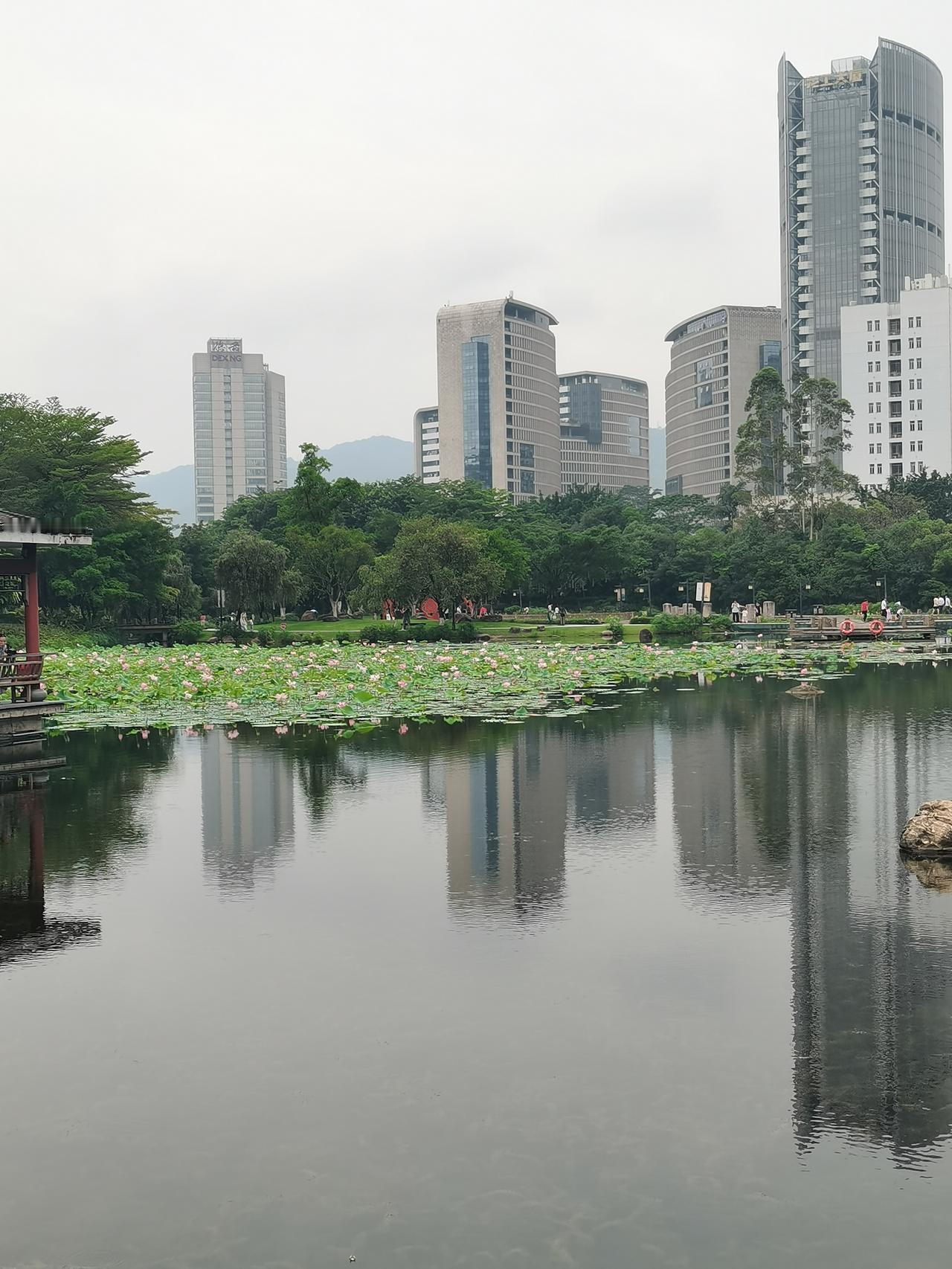 《七律～带娃观荷感》

一梦莲塘半亩栽，
千年气色晚回来；
双行水榭群仙至，
六