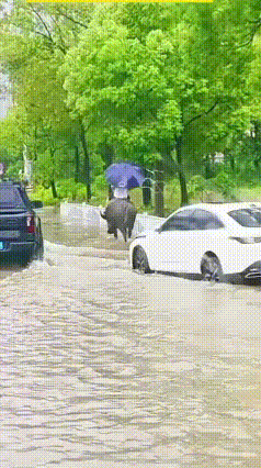 温州暴雨名场面！大哥骑水牛涉水火了
 近日，浙江温州瑞安突发强降雨，塘下镇片区道