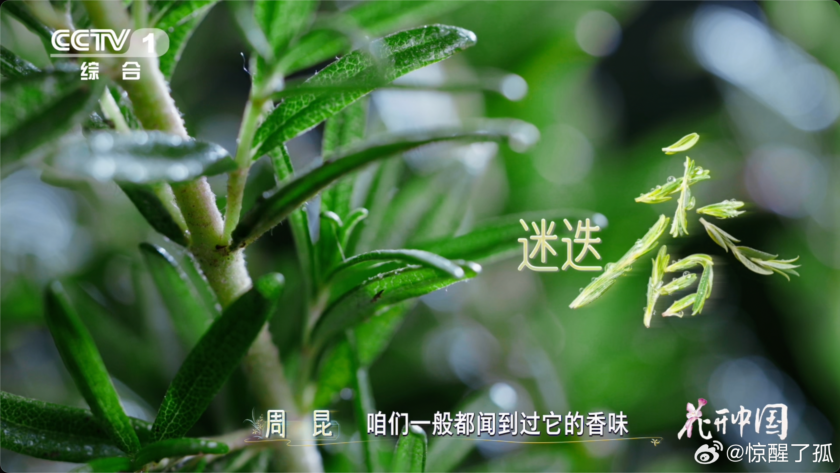 原来你们都是这样缓解焦虑的花开中国焦虑退散！这届年轻人终于找到了精神解药——迷迭