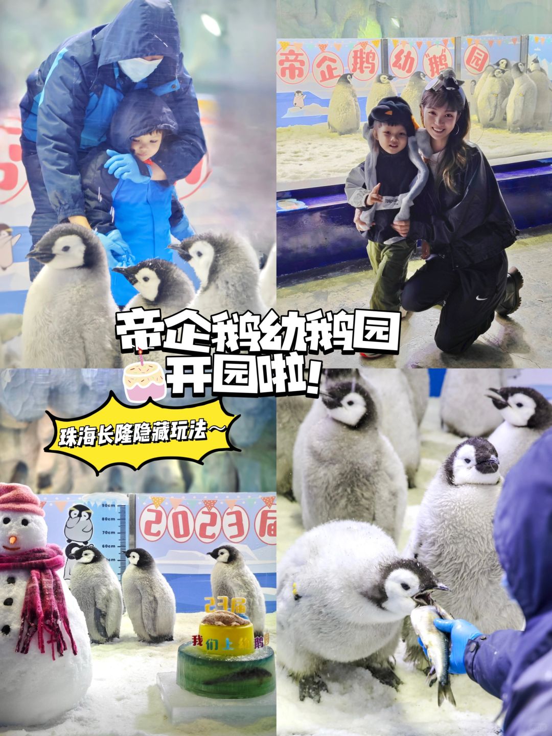 解锁长隆新玩法～企鹅幼鹅园的🐧宝宝开学啦！