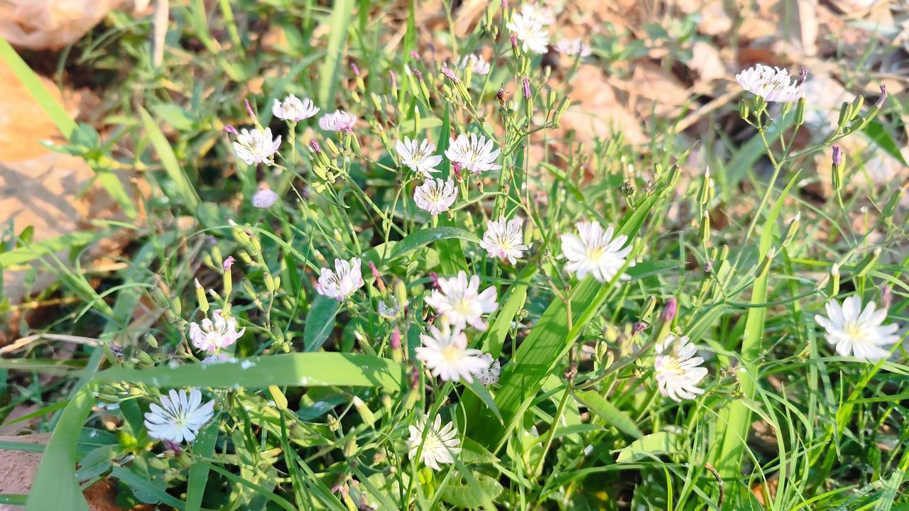 我的摄影日记野外拾趣～漂亮的剪刀草花花！小兔子🐇的最爱[星星眼][星星眼][星