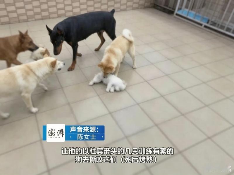 恐怖！“爱狗”人士是魔鬼！
大家别再相信那些“完美领养人”了！

谁能想到，那些