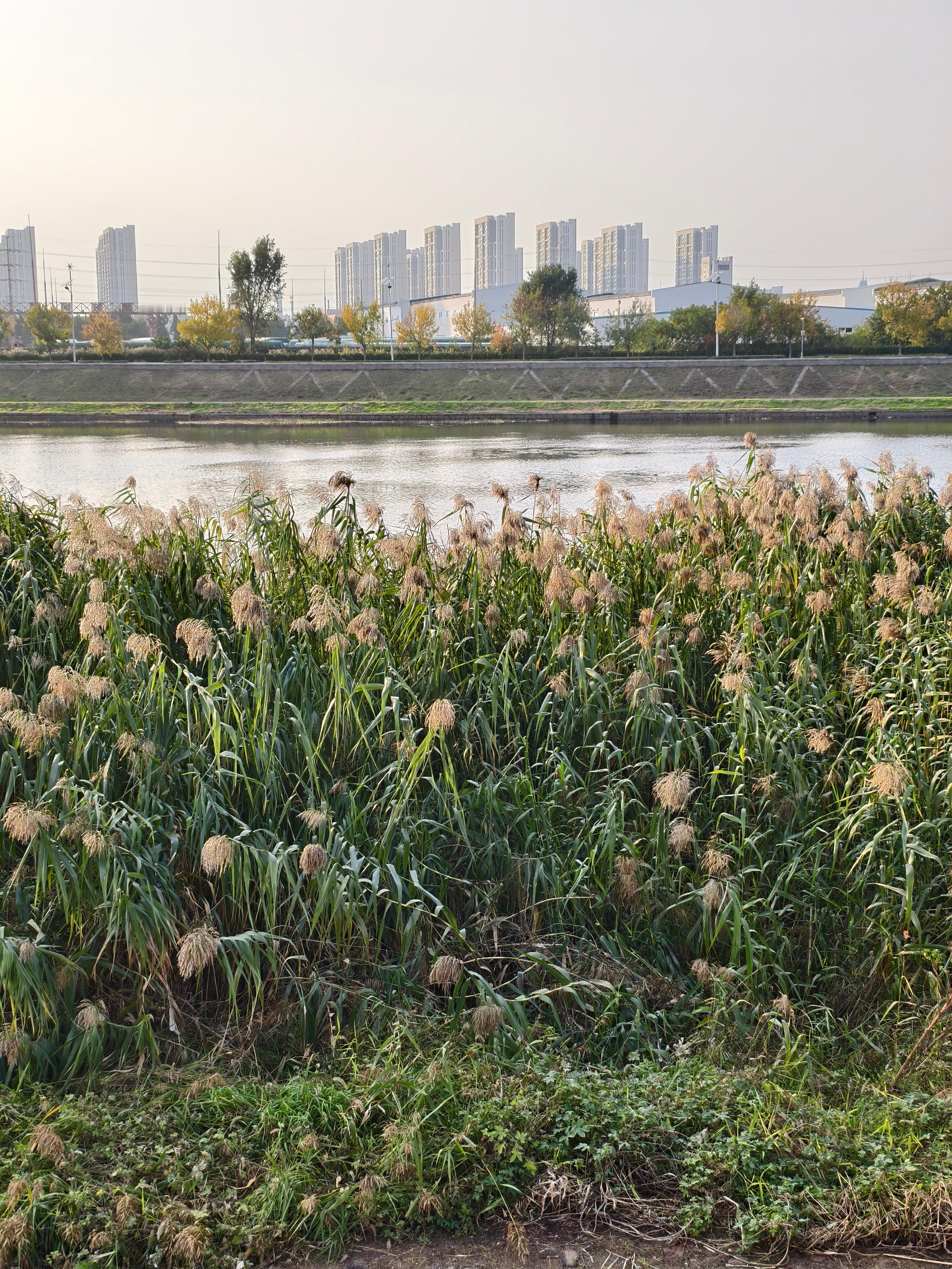 早，今天有点雾蒙蒙的。真快啊，已经11月了。2025开启倒计时，还剩俩月。  ​