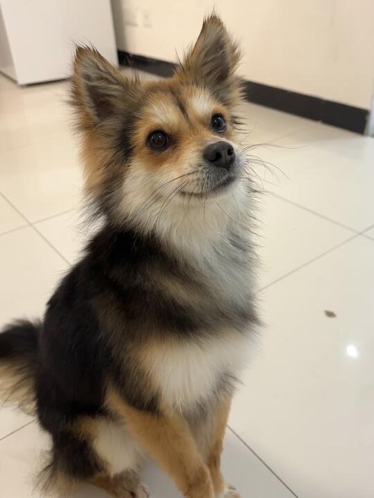 上楼混吃混喝然后又叼着玩具走了🤣