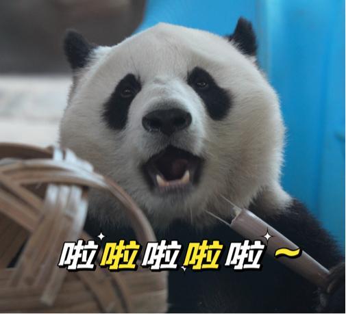 聊天必备表情包第697弹黑白小丸子 ​​​（拿图吱声） ​​​